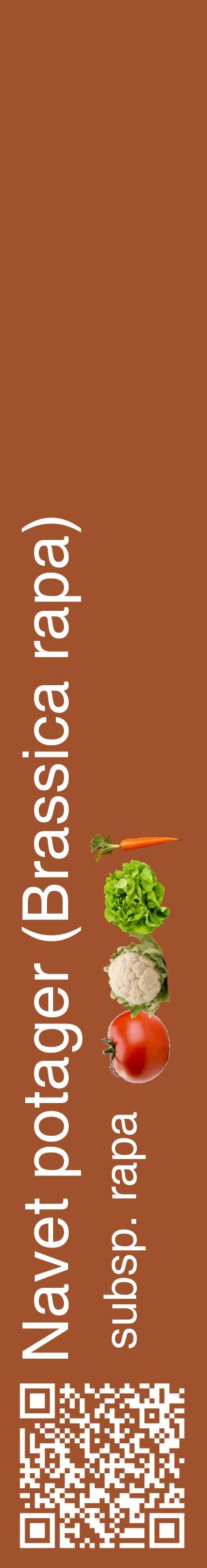 Étiquette de : Brassica rapa subsp. rapa - format c - style blanche32_basiquehel avec qrcode et comestibilité simplifiée