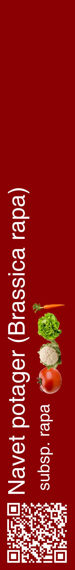 Étiquette de : Brassica rapa subsp. rapa - format c - style blanche34_basiquehel avec qrcode et comestibilité simplifiée