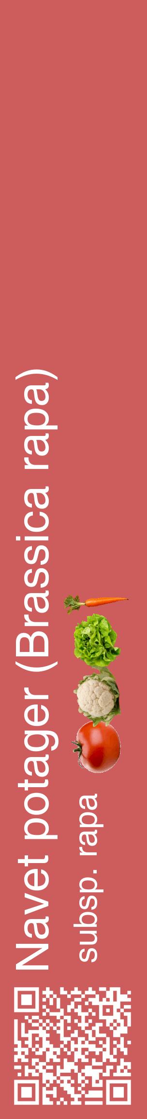 Étiquette de : Brassica rapa subsp. rapa - format c - style blanche35_basiquehel avec qrcode et comestibilité simplifiée