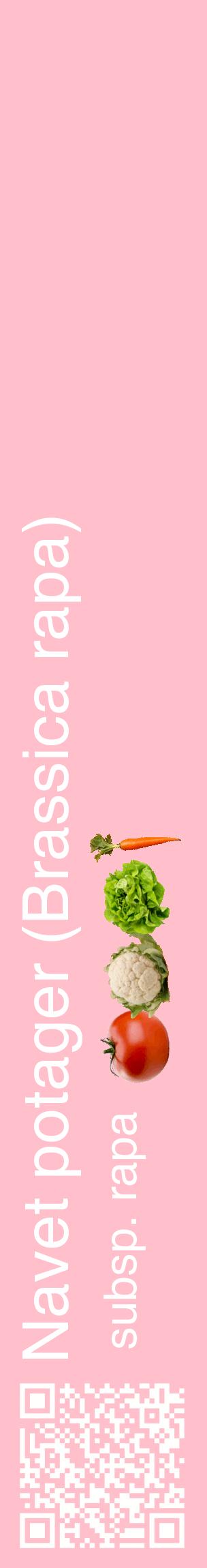 Étiquette de : Brassica rapa subsp. rapa - format c - style blanche40_basiquehel avec qrcode et comestibilité simplifiée