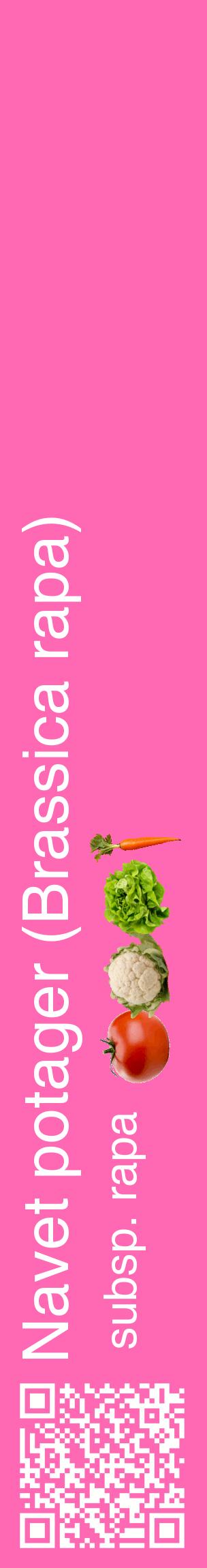 Étiquette de : Brassica rapa subsp. rapa - format c - style blanche42_basiquehel avec qrcode et comestibilité simplifiée