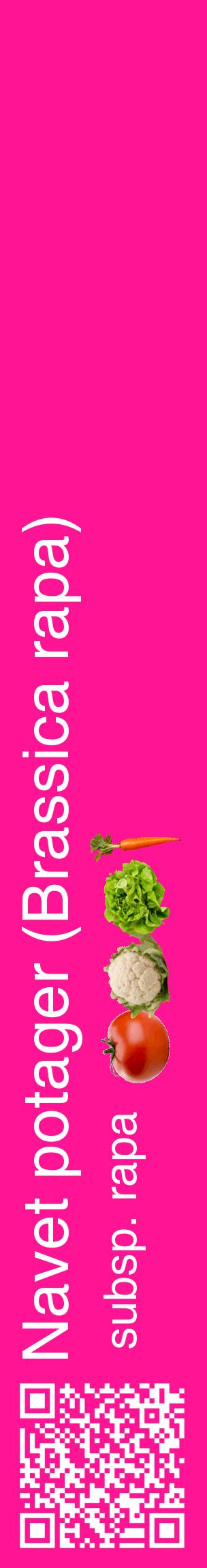 Étiquette de : Brassica rapa subsp. rapa - format c - style blanche43_basiquehel avec qrcode et comestibilité simplifiée