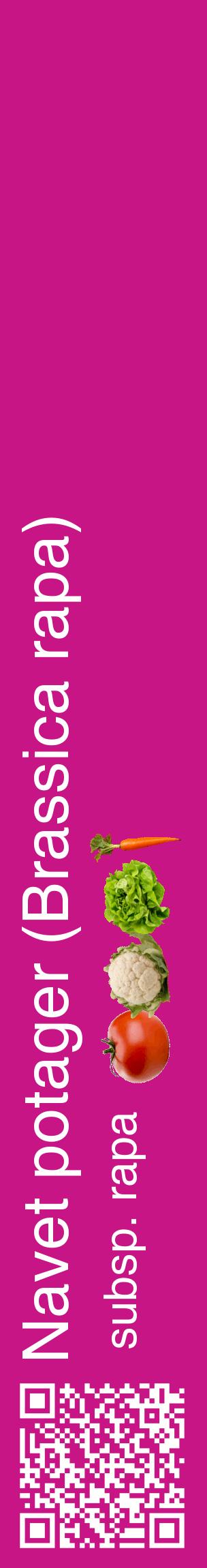Étiquette de : Brassica rapa subsp. rapa - format c - style blanche45_basiquehel avec qrcode et comestibilité simplifiée