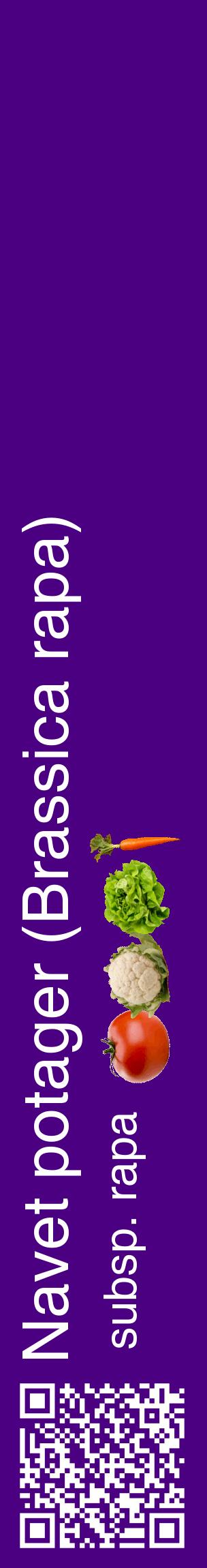 Étiquette de : Brassica rapa subsp. rapa - format c - style blanche47_basiquehel avec qrcode et comestibilité simplifiée