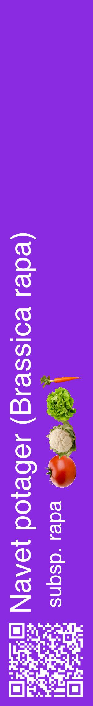 Étiquette de : Brassica rapa subsp. rapa - format c - style blanche49_basiquehel avec qrcode et comestibilité simplifiée