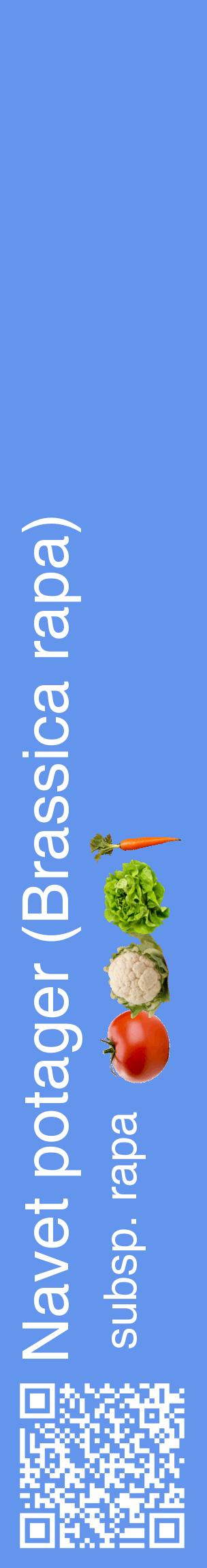 Étiquette de : Brassica rapa subsp. rapa - format c - style blanche4_basiquehel avec qrcode et comestibilité simplifiée