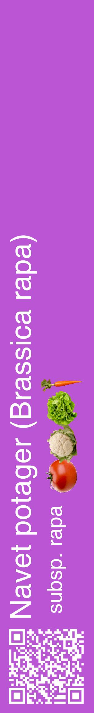 Étiquette de : Brassica rapa subsp. rapa - format c - style blanche50_basiquehel avec qrcode et comestibilité simplifiée