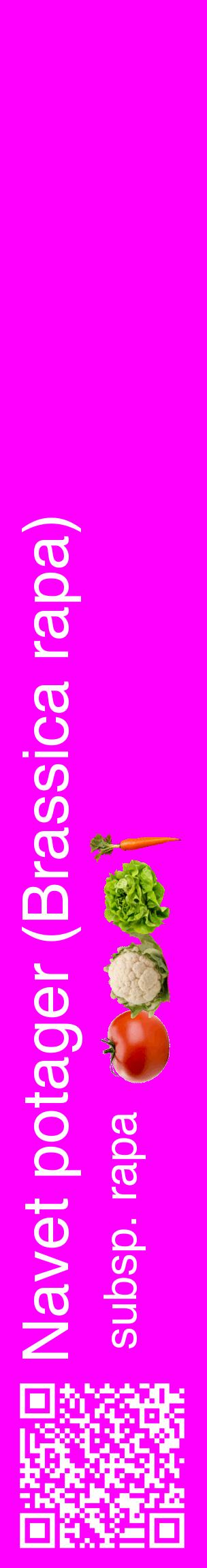 Étiquette de : Brassica rapa subsp. rapa - format c - style blanche51_basiquehel avec qrcode et comestibilité simplifiée