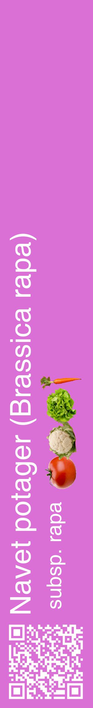 Étiquette de : Brassica rapa subsp. rapa - format c - style blanche52_basiquehel avec qrcode et comestibilité simplifiée
