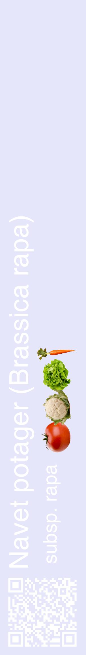 Étiquette de : Brassica rapa subsp. rapa - format c - style blanche55_basiquehel avec qrcode et comestibilité simplifiée