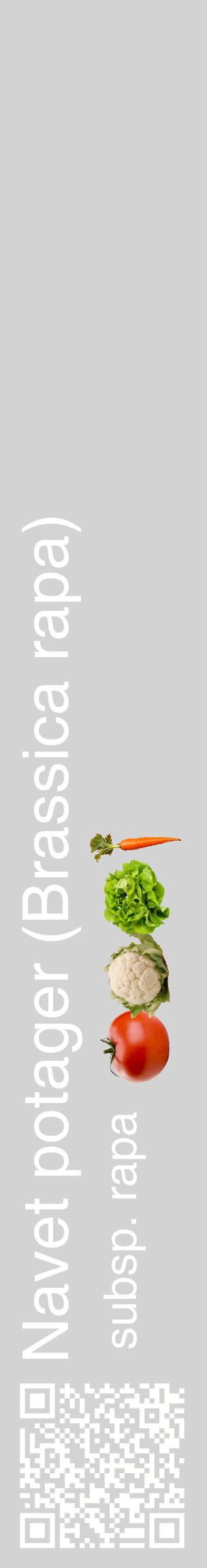 Étiquette de : Brassica rapa subsp. rapa - format c - style blanche56_basiquehel avec qrcode et comestibilité simplifiée