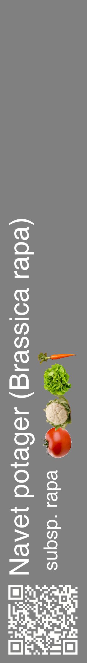 Étiquette de : Brassica rapa subsp. rapa - format c - style blanche57_basiquehel avec qrcode et comestibilité simplifiée