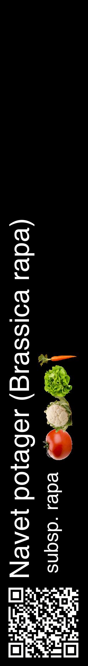 Étiquette de : Brassica rapa subsp. rapa - format c - style blanche59_basiquehel avec qrcode et comestibilité simplifiée