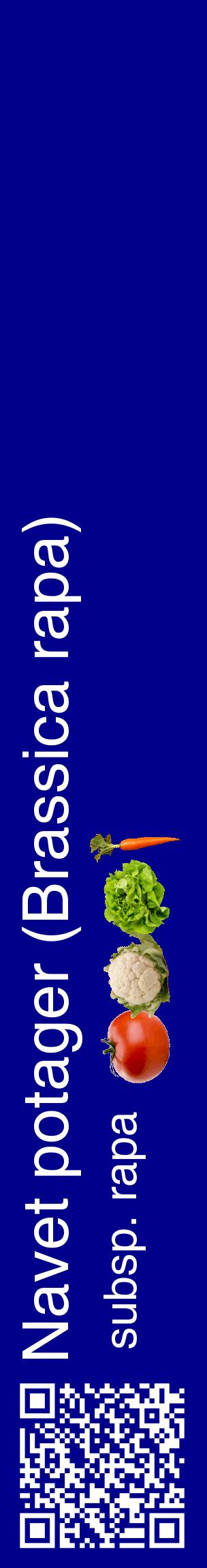 Étiquette de : Brassica rapa subsp. rapa - format c - style blanche7_basiquehel avec qrcode et comestibilité simplifiée