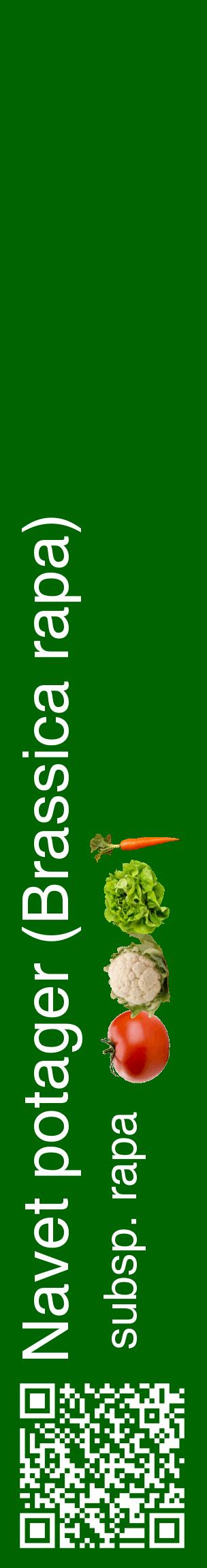 Étiquette de : Brassica rapa subsp. rapa - format c - style blanche8_basiquehel avec qrcode et comestibilité simplifiée