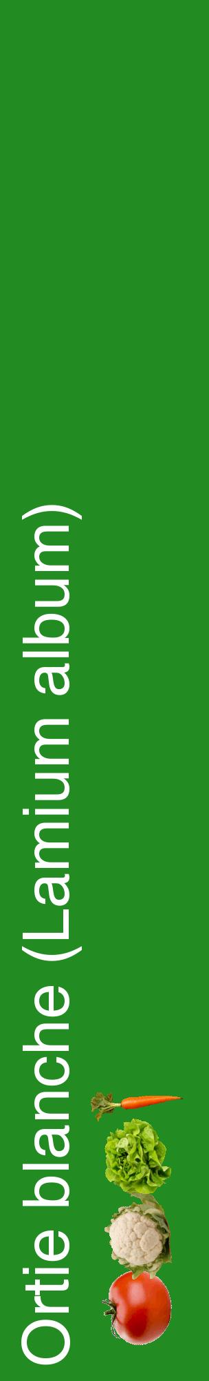 Étiquette de : Lamium album - format c - style blanche10_basiquehel avec comestibilité simplifiée