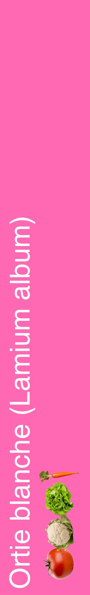 Étiquette de : Lamium album - format c - style blanche42_basiquehel avec comestibilité simplifiée