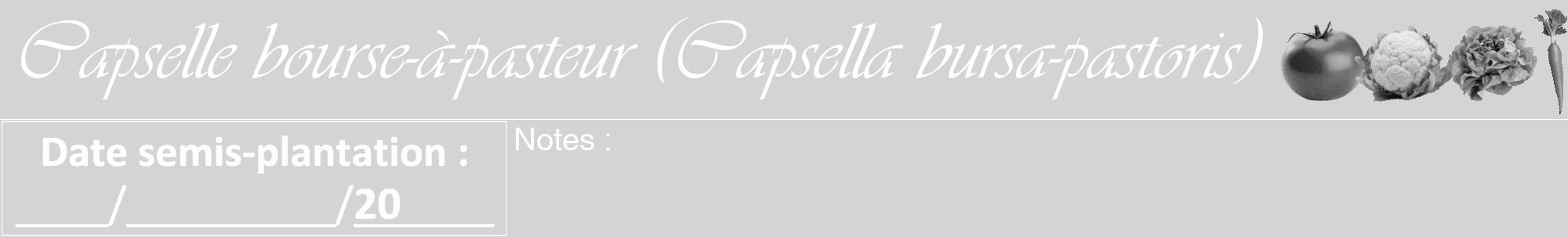 Étiquette de : Capsella bursa-pastoris - format a - style blanche40viv avec comestibilité simplifiée