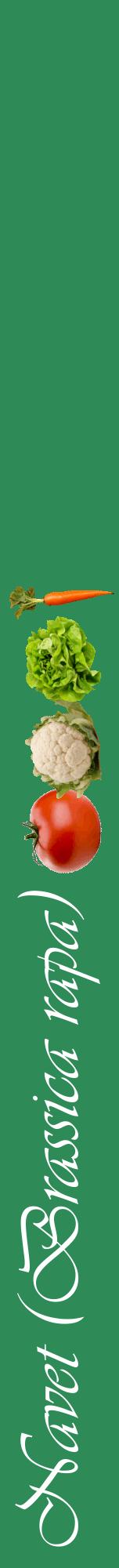Étiquette de : Brassica rapa - format a - style blanche11viv avec comestibilité simplifiée
