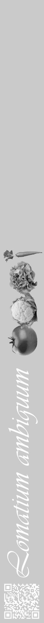 Étiquette de : Lomatium ambiguum - format a - style blanche21basiqueviv avec qrcode et comestibilité simplifiée - position verticale