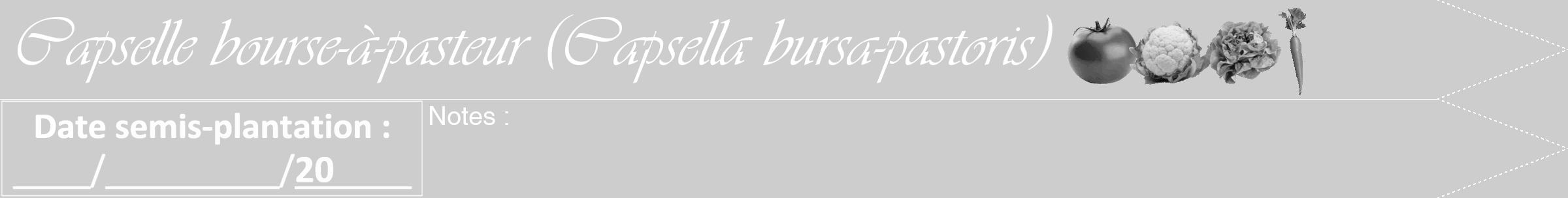 Étiquette de : Capsella bursa-pastoris - format b - style blanche41viv avec comestibilité simplifiée