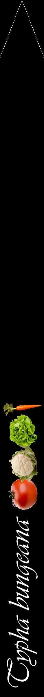 Étiquette de : Typha bungeana - format b - style blanche59viv avec comestibilité simplifiée