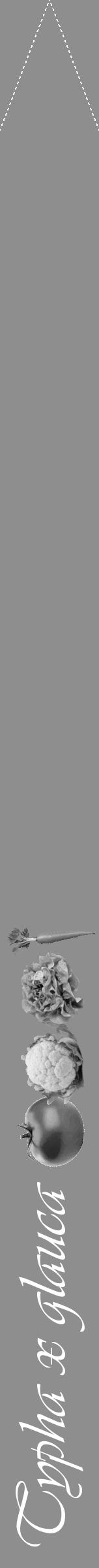 Étiquette de : Typha x glauca - format b - style blanche25viv avec comestibilité simplifiée - position verticale