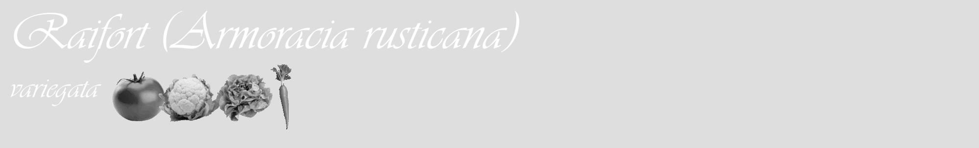 Étiquette de : Armoracia rusticana variegata - format c - style blanche20_basique_basiqueviv avec comestibilité simplifiée