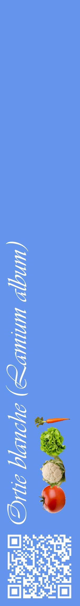 Étiquette de : Lamium album - format c - style blanche4_basiqueviv avec qrcode et comestibilité simplifiée