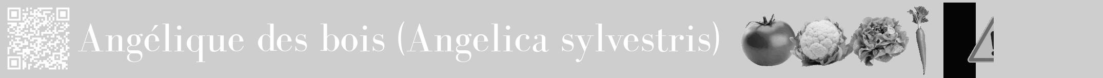 Étiquette de : Angelica sylvestris - format a - style blanche17bod avec qrcode et comestibilité simplifiée