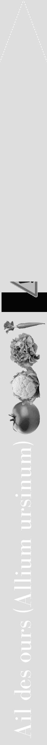 Étiquette de : Allium ursinum - format b - style blanche20bod avec comestibilité simplifiée - position verticale