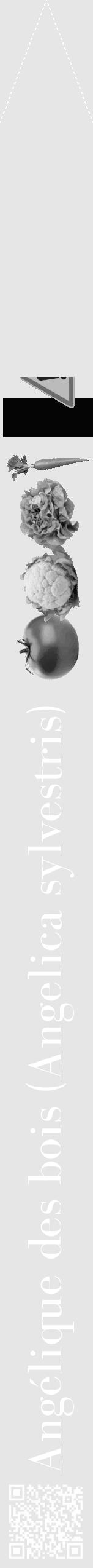 Étiquette de : Angelica sylvestris - format b - style blanche18bod avec qrcode et comestibilité simplifiée - position verticale