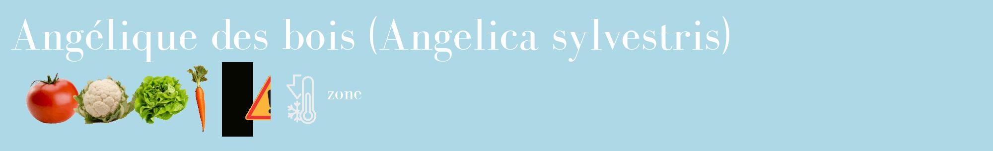 Étiquette de : Angelica sylvestris - format c - style blanche0_basique_basiquebod avec comestibilité simplifiée
