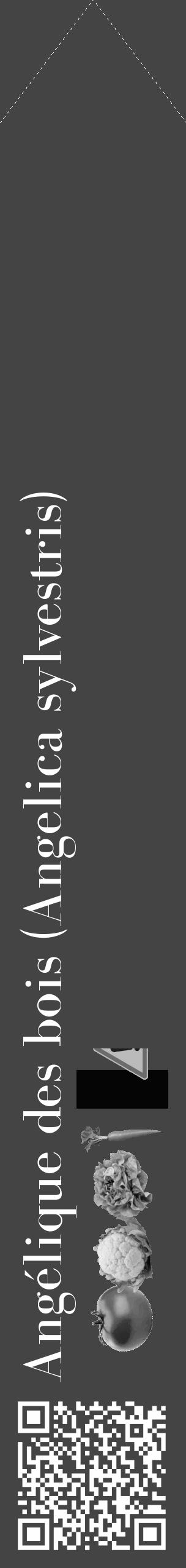 Étiquette de : Angelica sylvestris - format c - style blanche48_simple_simplebod avec qrcode et comestibilité simplifiée - position verticale