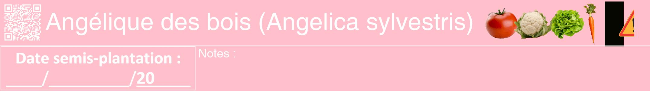 Étiquette de : Angelica sylvestris - format a - style blanche40hel avec qrcode et comestibilité simplifiée