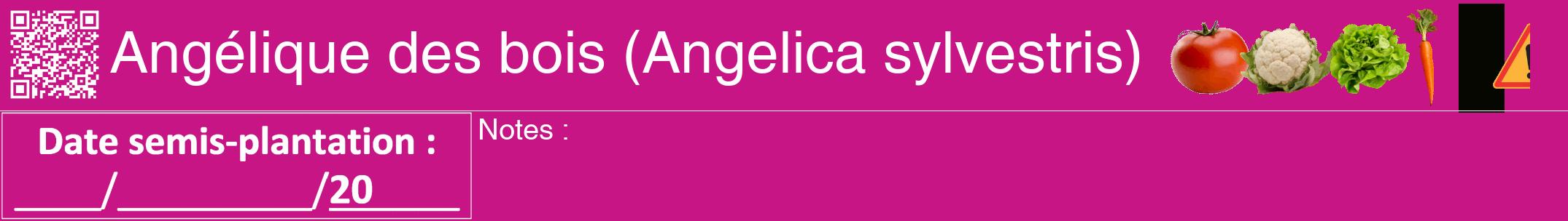 Étiquette de : Angelica sylvestris - format a - style blanche45hel avec qrcode et comestibilité simplifiée