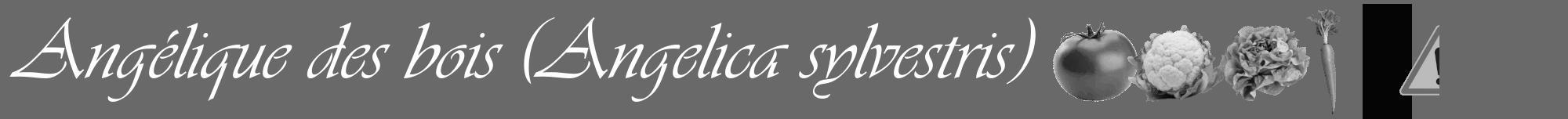 Étiquette de : Angelica sylvestris - format a - style blanche51viv avec comestibilité simplifiée
