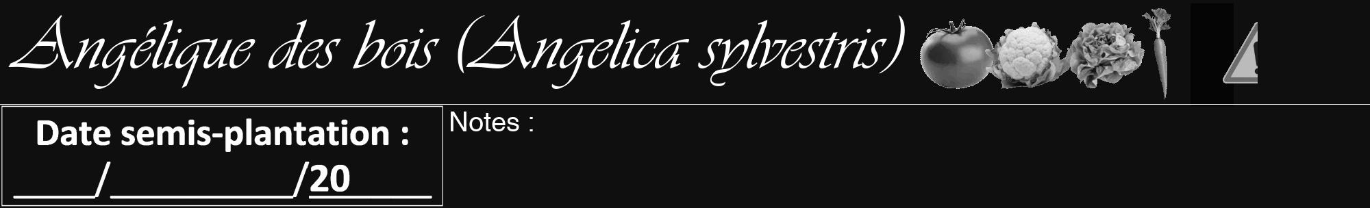 Étiquette de : Angelica sylvestris - format a - style blanche7viv avec comestibilité simplifiée