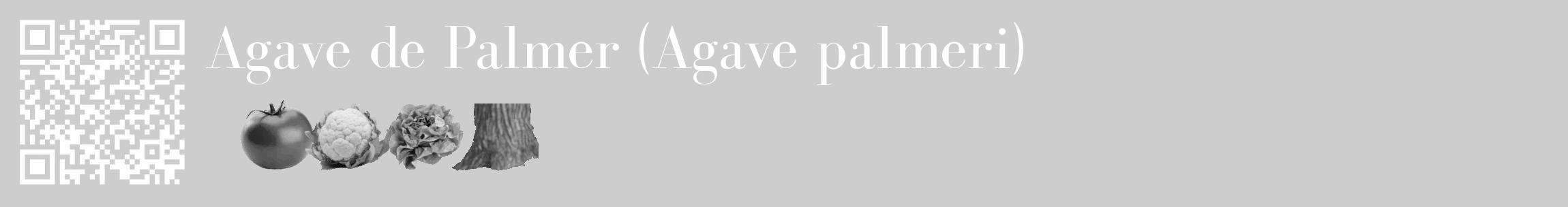 Étiquette de : Agave palmeri - format c - style blanche41_basique_basiquebod avec qrcode et comestibilité simplifiée