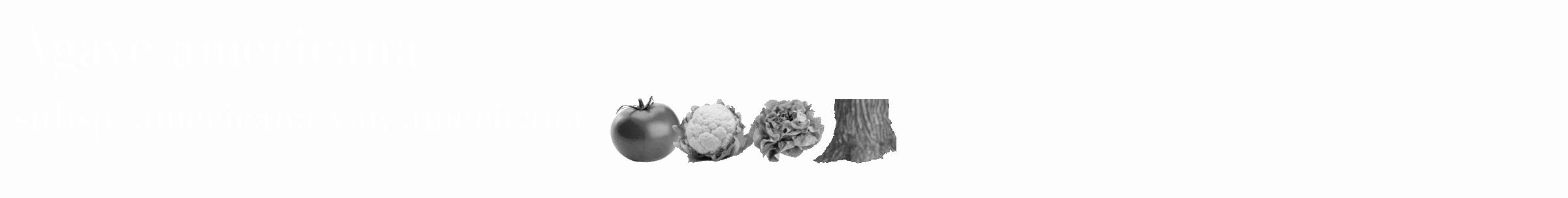 Étiquette de : Agave americana subsp. americana var. americana - format c - style blanche19_simple_simplebod avec comestibilité simplifiée