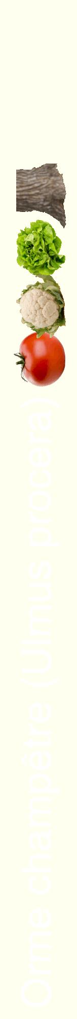 Étiquette de : Ulmus procera - format a - style blanche19hel avec comestibilité simplifiée