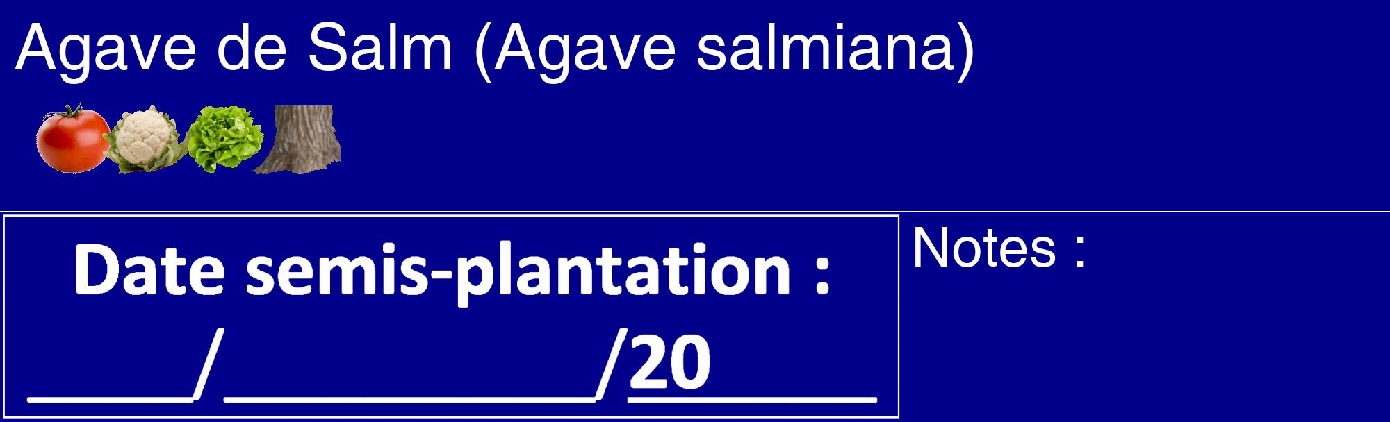 Étiquette de : Agave salmiana - format c - style blanche7_basique_basiquehel avec comestibilité simplifiée