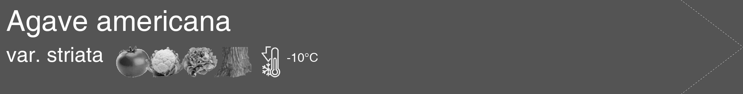 Étiquette de : Agave americana var. striata - format c - style blanche30_simple_simplehel avec comestibilité simplifiée