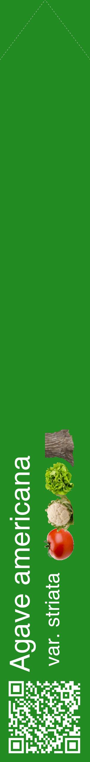 Étiquette de : Agave americana var. striata - format c - style blanche10_simplehel avec qrcode et comestibilité simplifiée