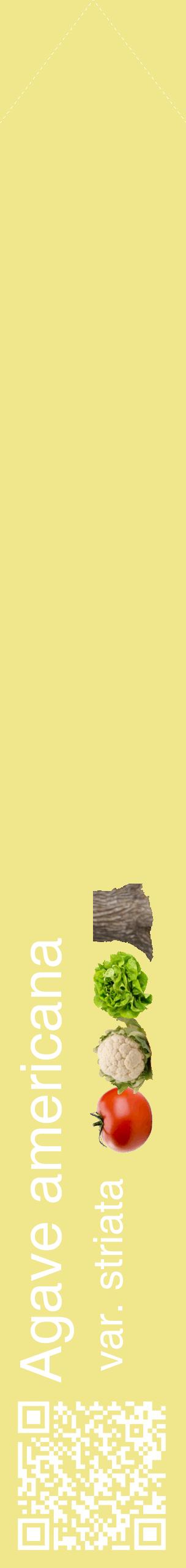 Étiquette de : Agave americana var. striata - format c - style blanche20_simplehel avec qrcode et comestibilité simplifiée