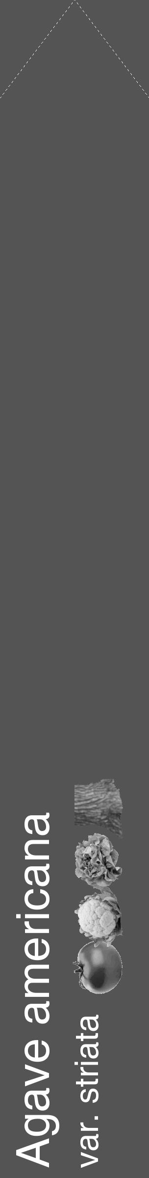 Étiquette de : Agave americana var. striata - format c - style blanche30_simple_simplehel avec comestibilité simplifiée - position verticale