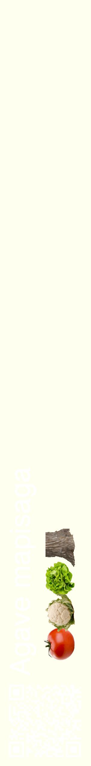 Étiquette de : Agave mapisaga - format c - style blanche19_simplehel avec qrcode et comestibilité simplifiée