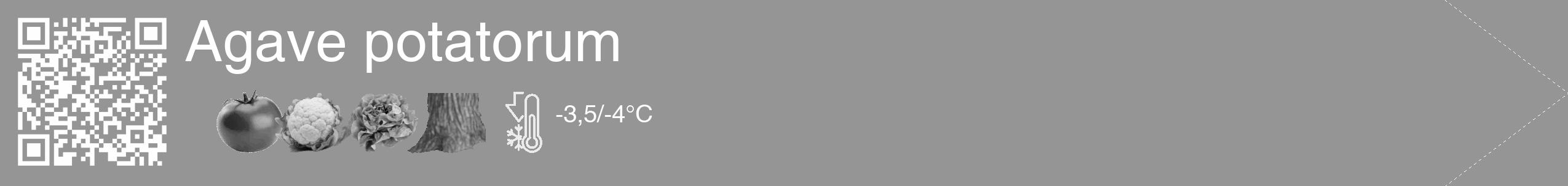 Étiquette de : Agave potatorum - format c - style blanche16_simple_simplehel avec qrcode et comestibilité simplifiée