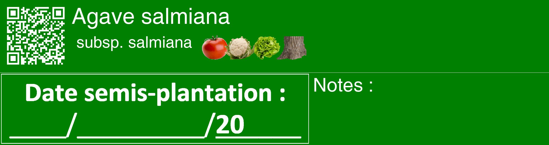 Étiquette de : Agave salmiana subsp. salmiana - format c - style blanche9_basique_basiquehel avec qrcode et comestibilité simplifiée