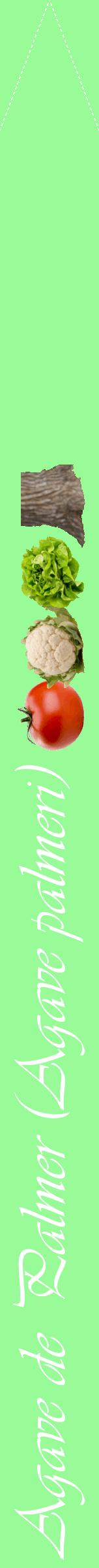 Étiquette de : Agave palmeri - format b - style blanche14viv avec comestibilité simplifiée